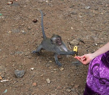 Opice bere banán