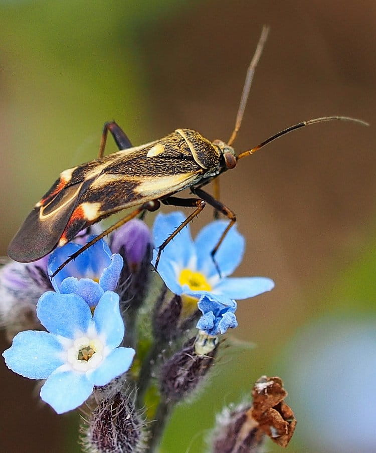 Jaro zblízka II