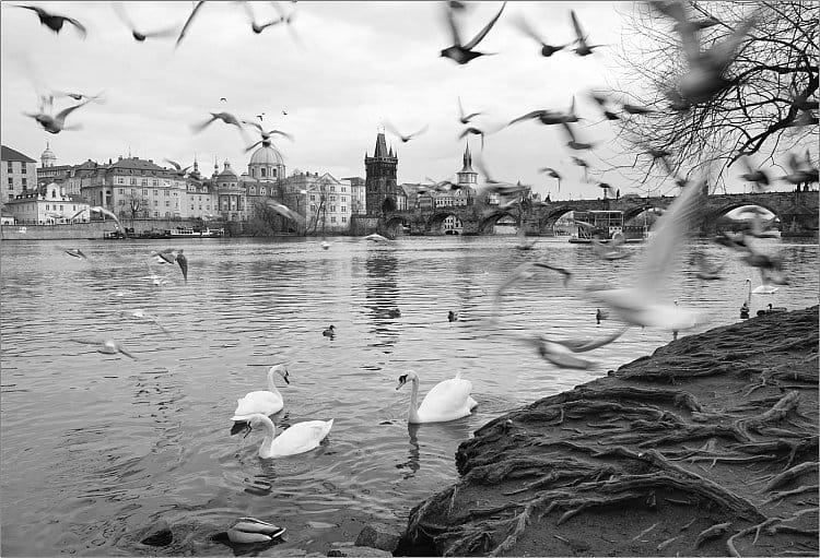 Ptáci nad Vltavou