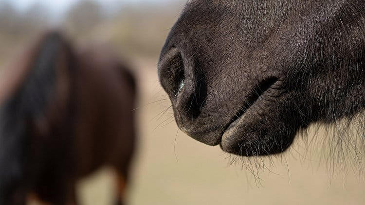 Kůň