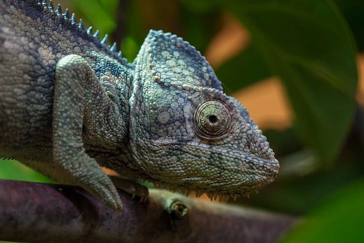 Chameleon obrovský