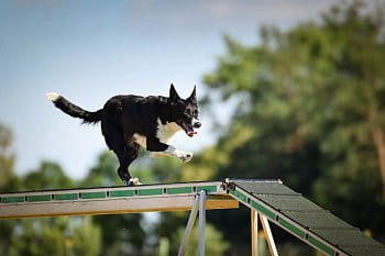 Agility tábor