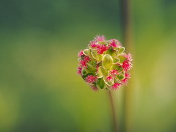 Krvavec menší (Sanguisorba minor)