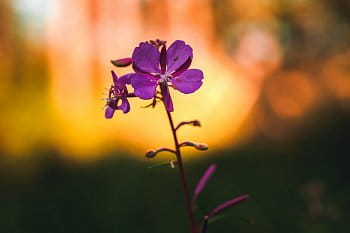 Vrbovka úzkolistá (Epilobium angustifolium)