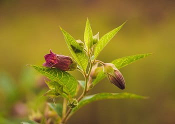 Rulík zlomocný (Atropa bella-donna)