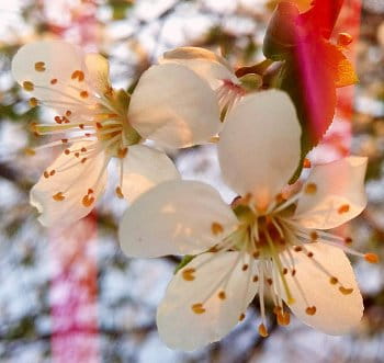 Sakura