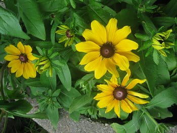 Rudbeckie