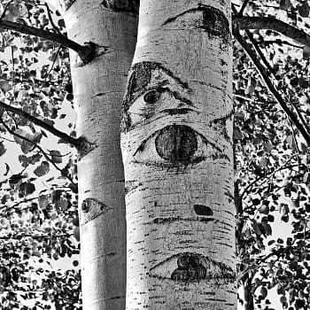Když nás stromy sledují.........
