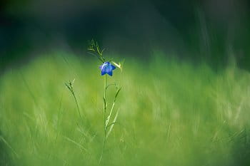 Zvonek okrouhlolistý (Campanula rotundifolia)