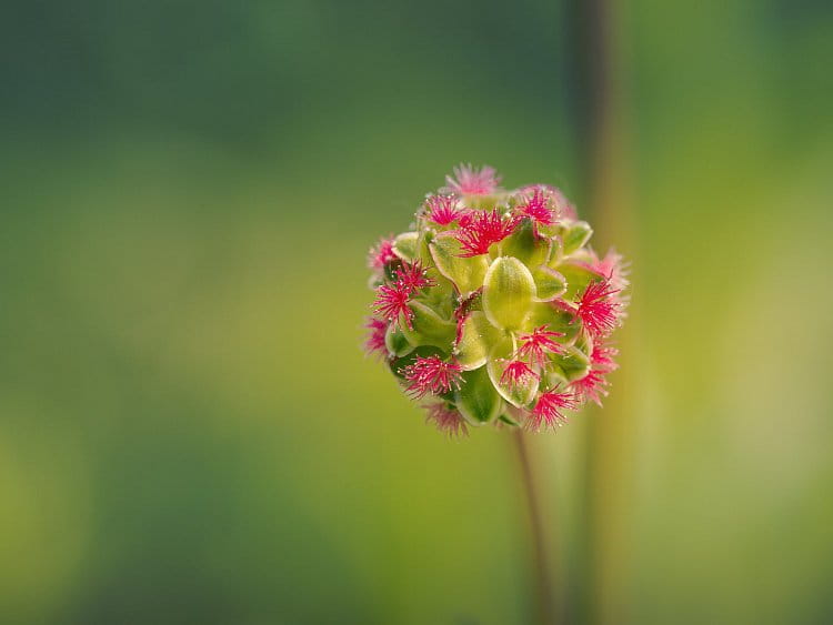 Krvavec menší (Sanguisorba minor)