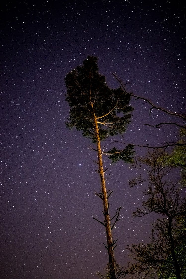 Půlnoční strom