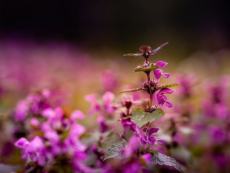 Hluchavka nachová (Lamium purpureum)