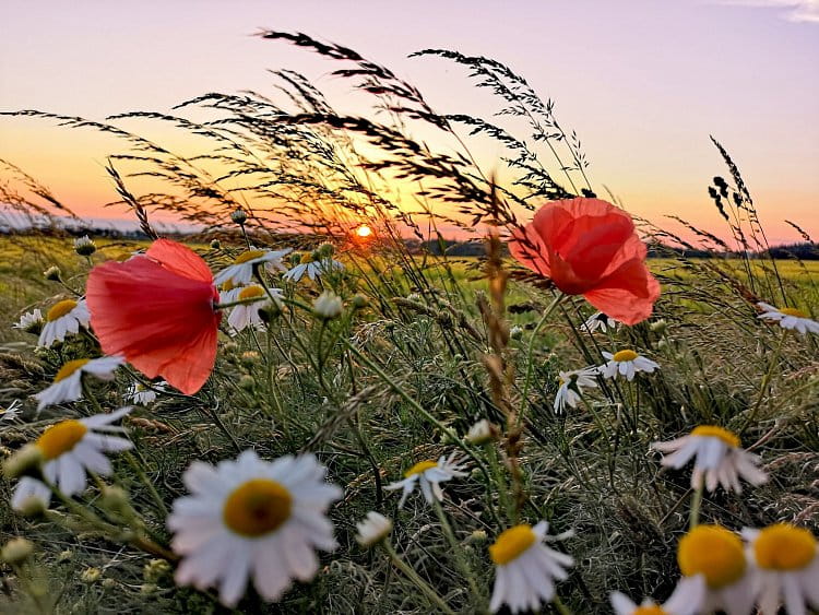 Květinová romance