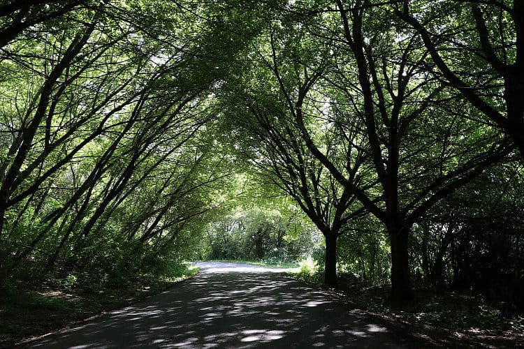 Zelený tunel