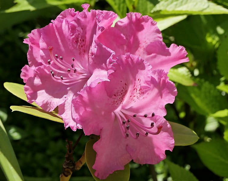 Rododendron