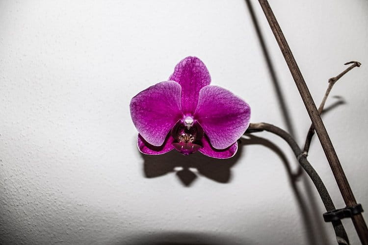 Orchidej