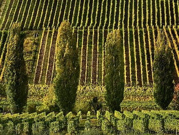 Topoly ve vinicich