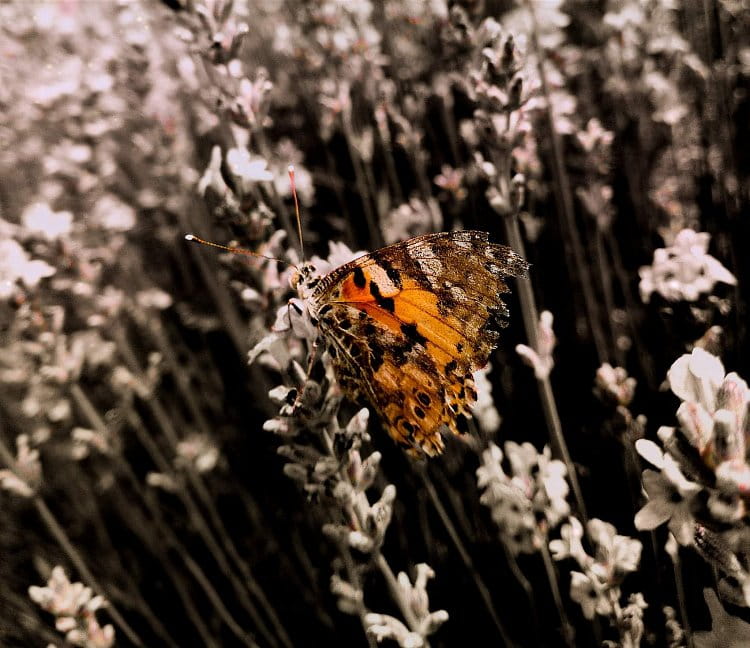 Motýlí krása v levanduli