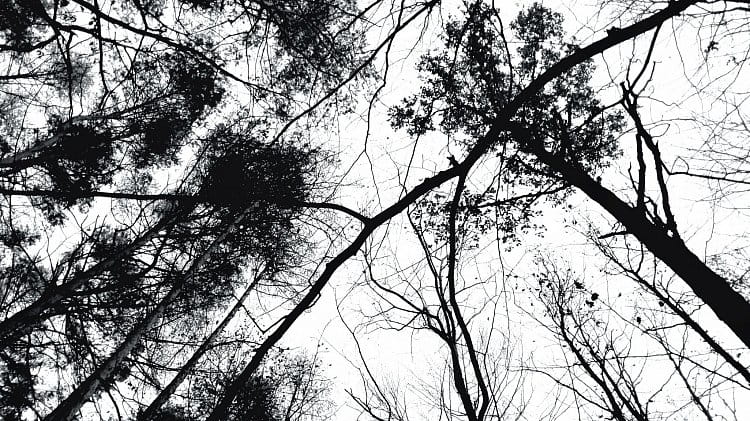 Copas de los árboles en blanco y negro