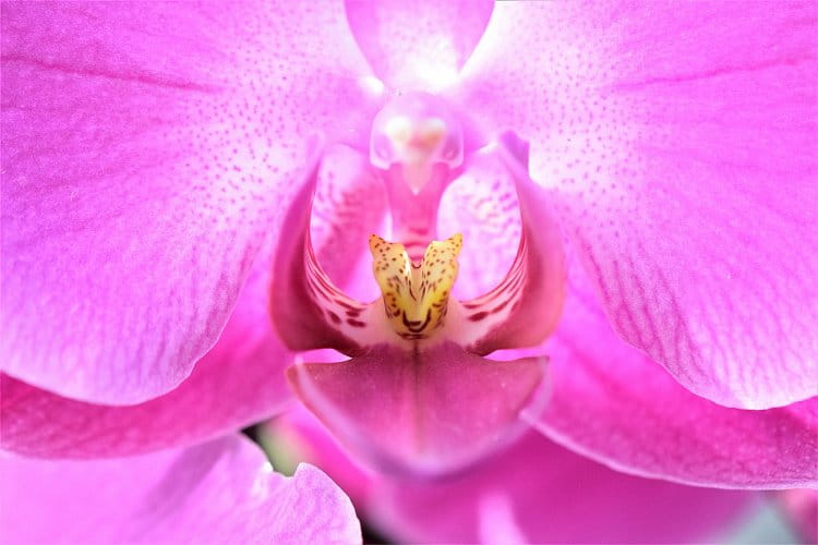 Orchidej