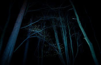 Noční les