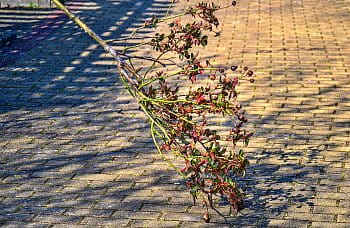 Stínohra
