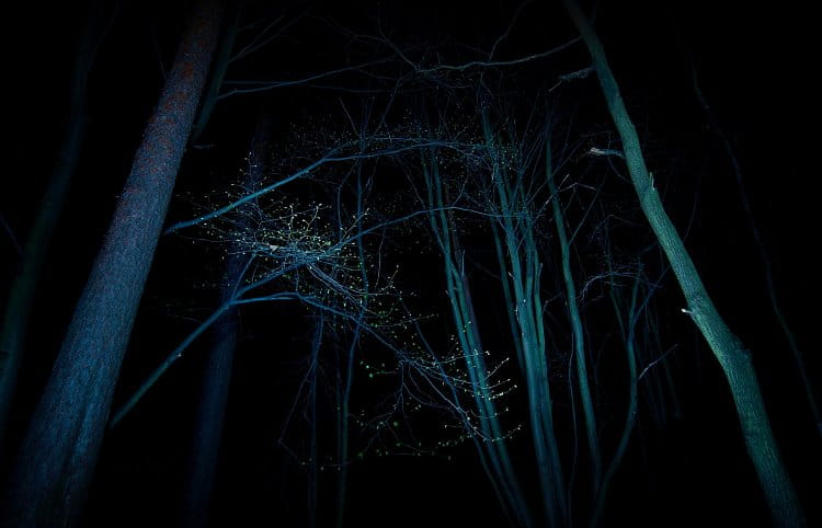 Noční les