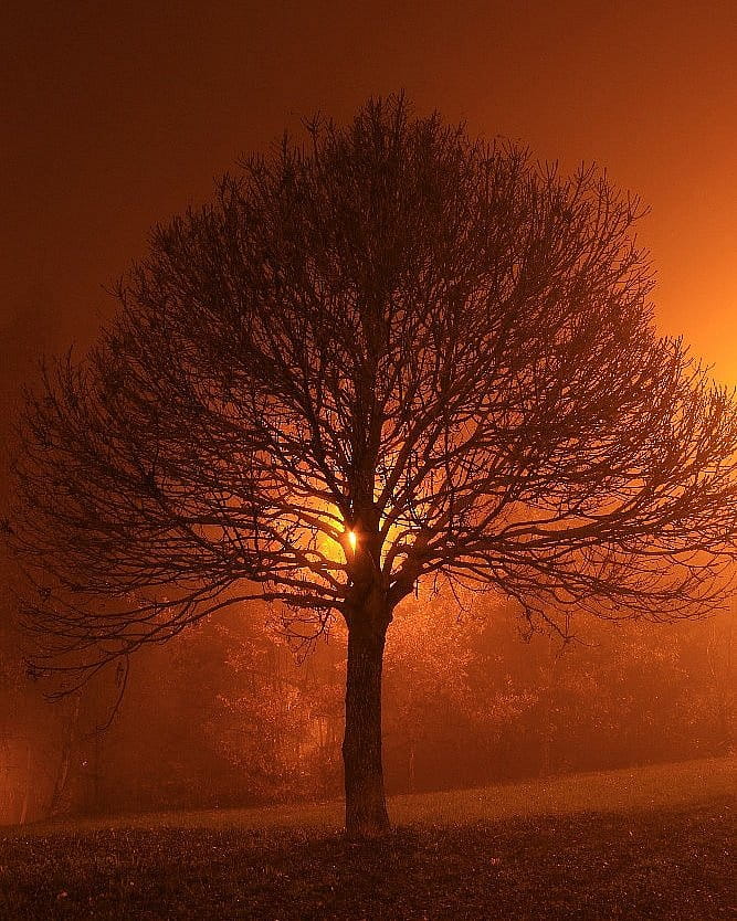 Magický večerní strom