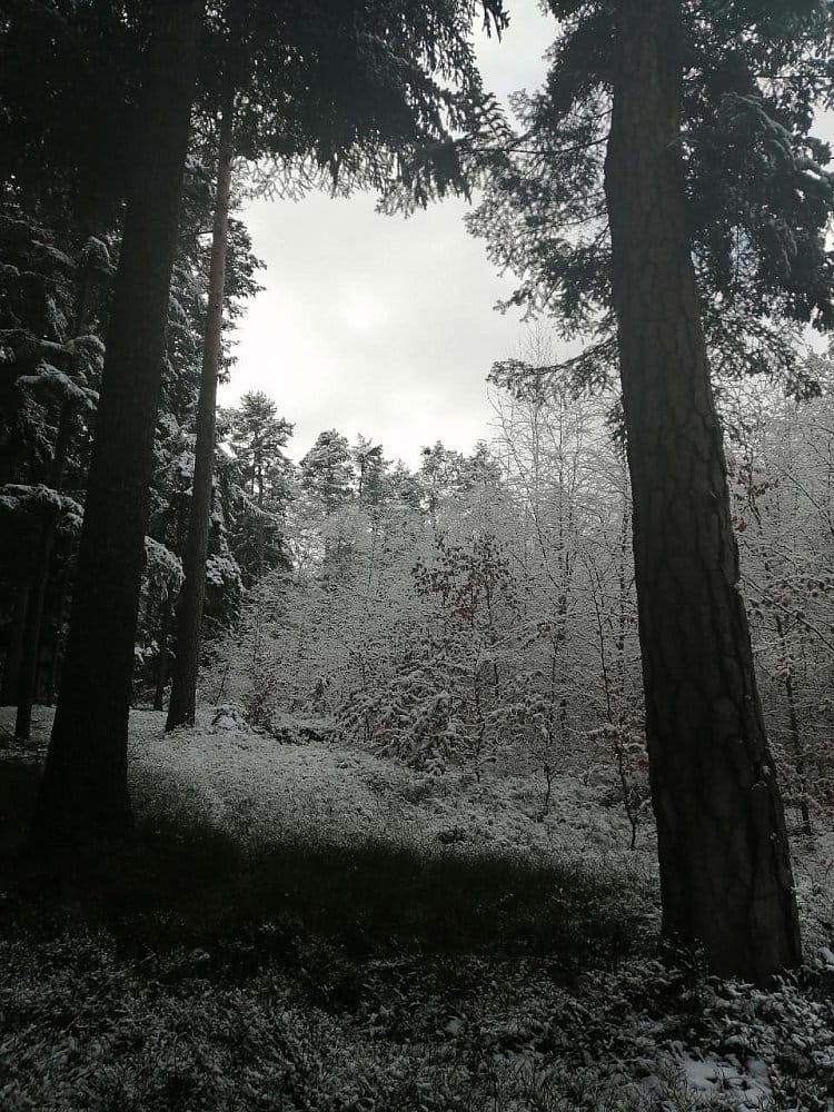 Zasněžená lesní školka