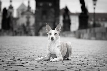 Pes v Praze