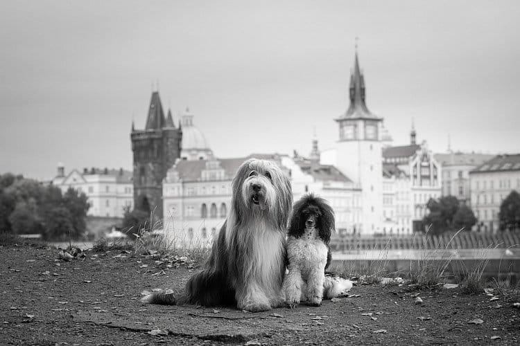 Psi v Praze