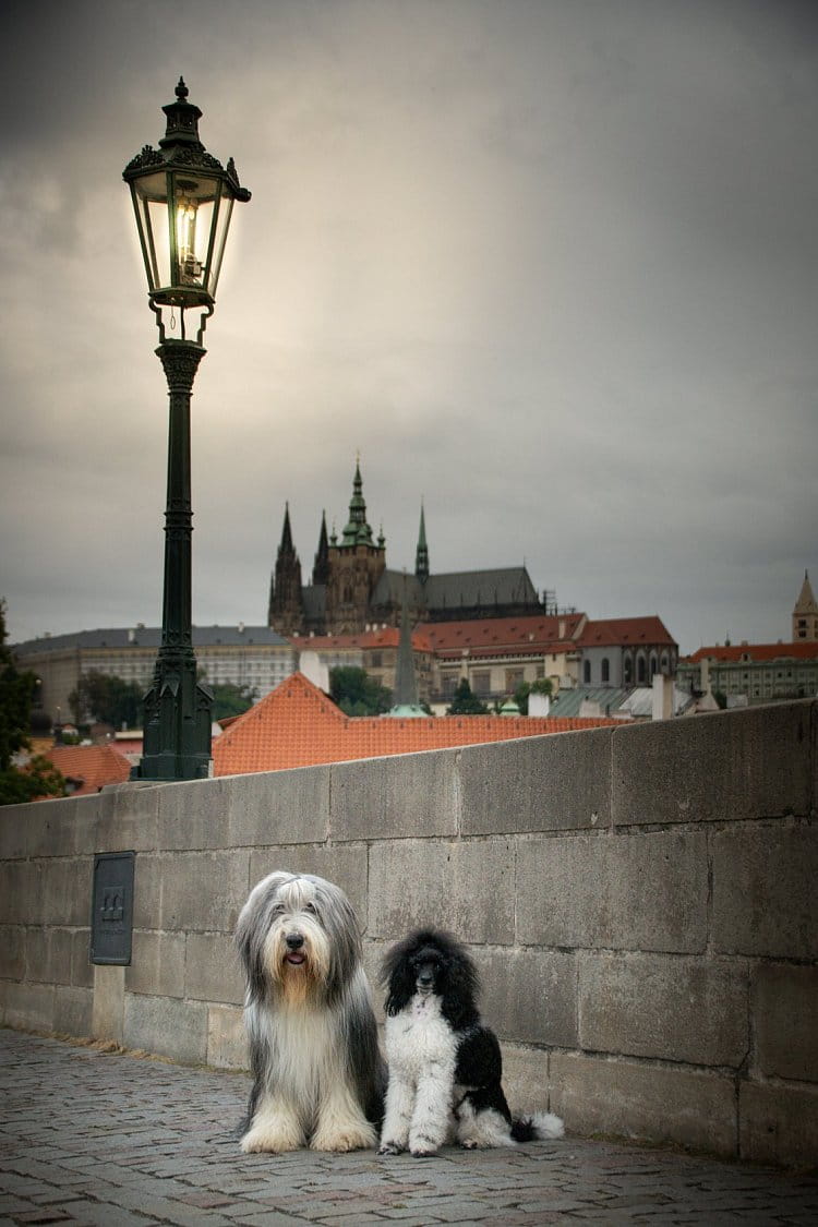 Bratři v Praze