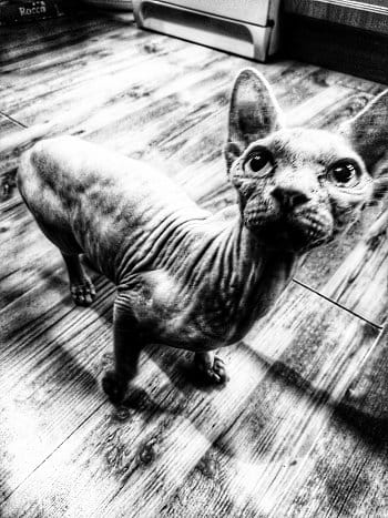 Sphynx