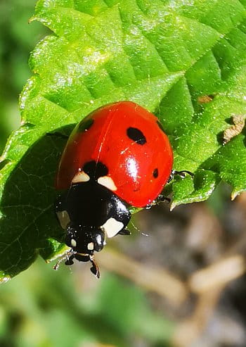 Beruška