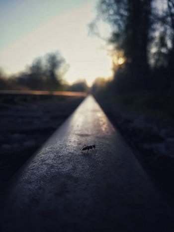 Mravenec na kolejích