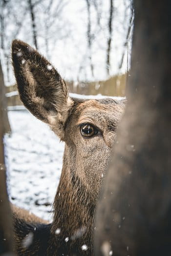 ze zimního zookoutku 1