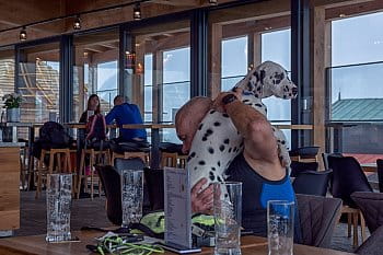 Pes v restauraci..