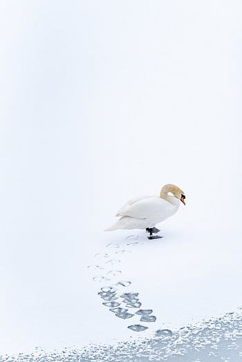 Zimní labuť