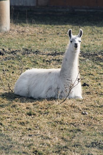 Lama