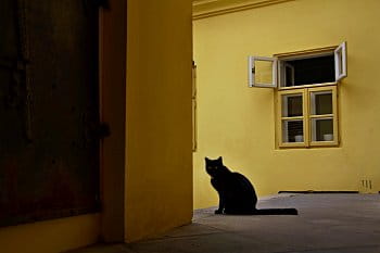 Černá kočka
