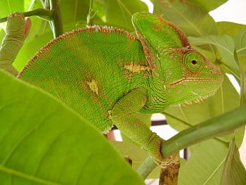 Chameleon