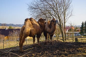 Moravská fauna