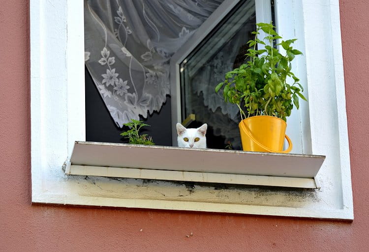 kočka v okně