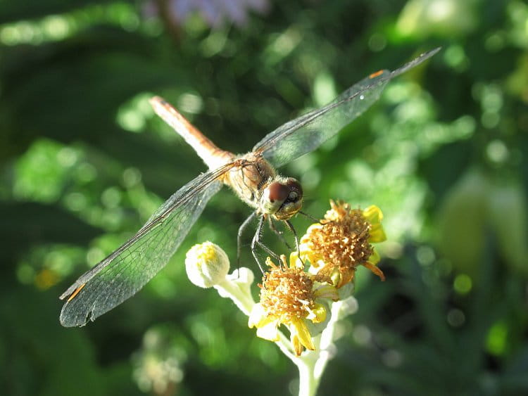 Dragonfly