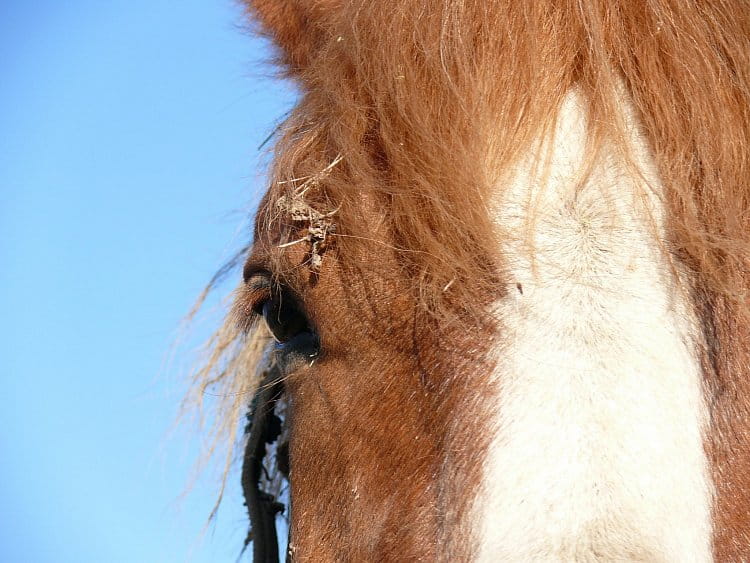 Koňské oko
