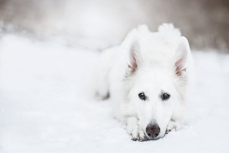 Sněžný pes