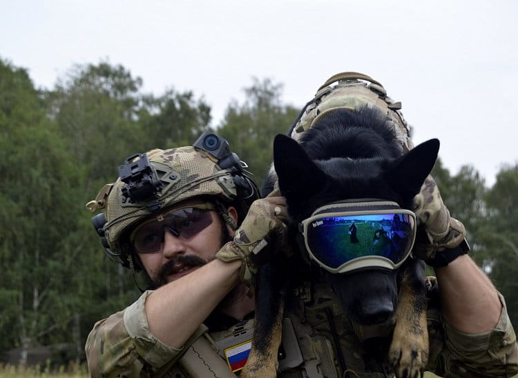 vojenský pes