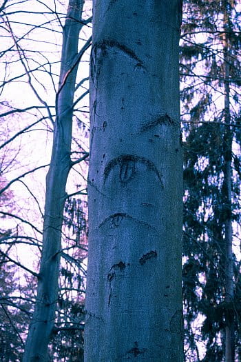 Strom s očima