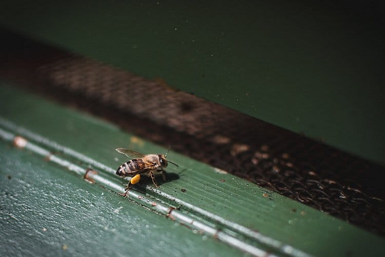 Včelka na úlu