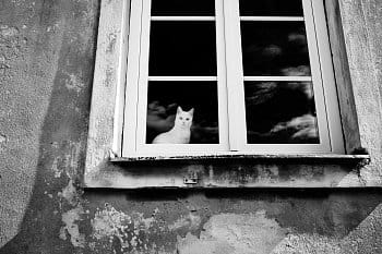 Na okně seděla kočka